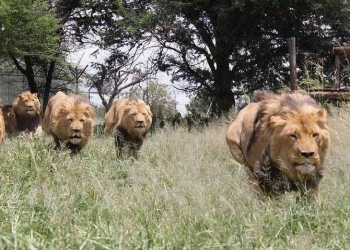 Keniyada çobanlar altı aslanı öldürüblər...