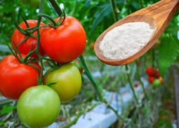 Sodanın pomidor üçün faydaları – Maraqlıdır