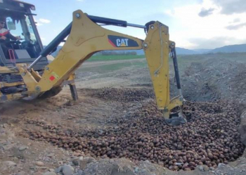Gürcüstandan Azərbaycana gətirilən 24,5 ton kartof zərərvericilərə görə məhv edilib